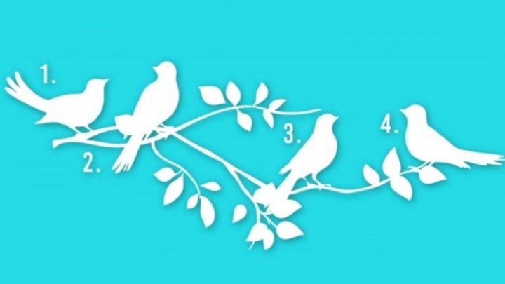 Test visual: el pájaro que elijas revela tu propósito en la vida