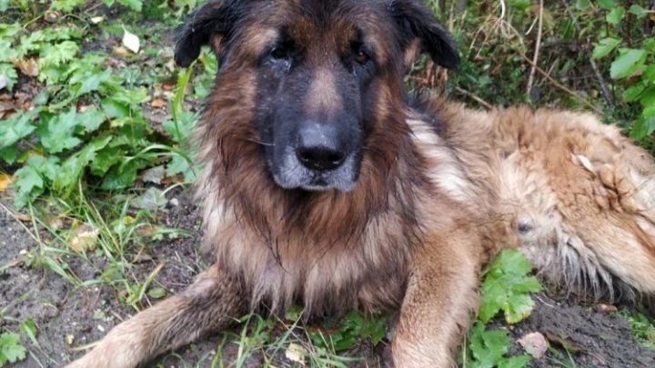 Dieron por muerto a un perro pero logró escapar de su tumba y fue rescatado