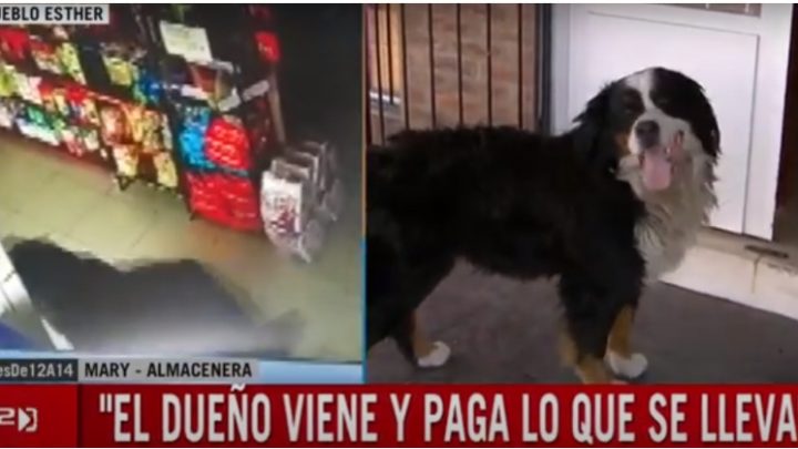La historia del perro que robaba en un almacén y ahora tiene cuenta corriente: “es bastante atrevido”