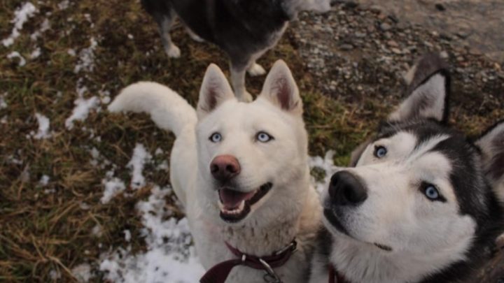 Desesperada búsqueda: Ofrece 50 mil de recompensa a quien devuelva con sus mascotas