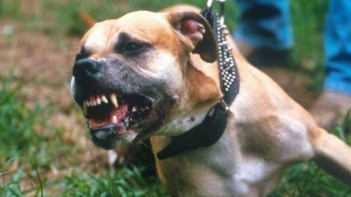 Un detenido luego que su perro pitbull atacara a un joven y a un policia