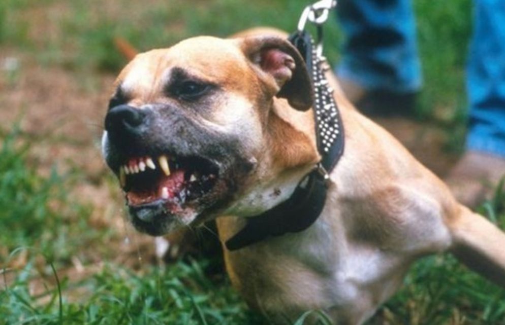 Un detenido luego que su perro pitbull atacara a un joven y a un policia