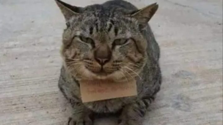 Un gato desapareció y volvió a su casa con una deuda