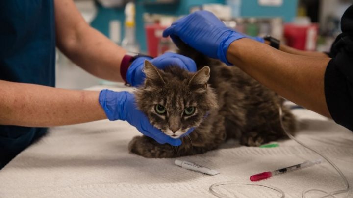 Coronavirus en animales: qué especies pueden tenerlo y cómo prevenir el contagio