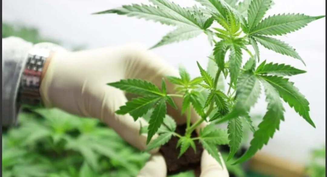 La Iglesia, preocupada por legalización del cannabis: «Las sustancias adictivas ahora son más accesibles»