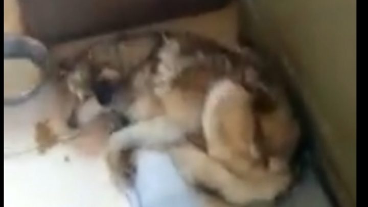 La Justicia allanó una protectora de animales y se llevó un perro que había sido rescatado