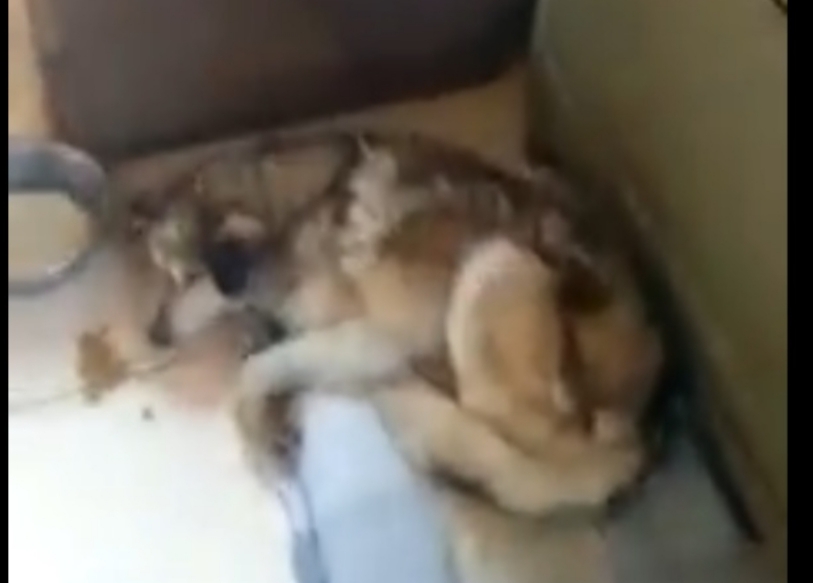 La Justicia allanó una protectora de animales y se llevó un perro que había sido rescatado La Justicia allanó una protectora de animales y se llevó un perro que había sido rescatado