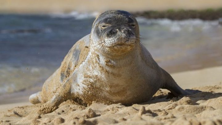 Descubren una especie de foca monje gigante que estaba extinta desde hace 3 millones de años