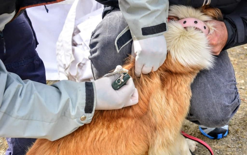 LA MUNICIPALIDAD DE USHUAIA LLEVA A LOS BARRIOS EL PROGRAMA “ZOONOSIS MÁS CERCA” LA MUNICIPALIDAD DE USHUAIA LLEVA A LOS BARRIOS EL PROGRAMA “ZOONOSIS MÁS CERCA”