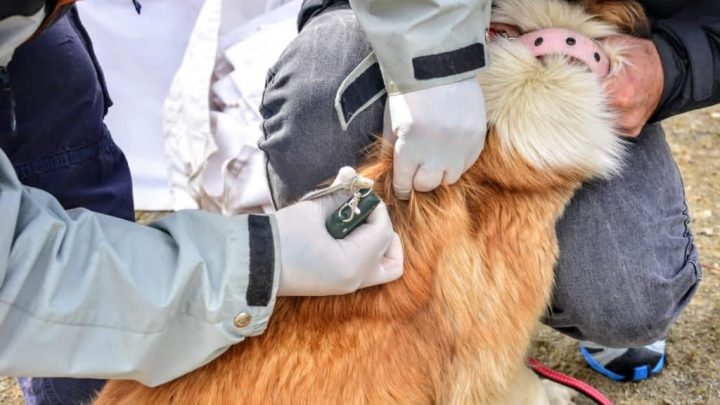LA MUNICIPALIDAD DE USHUAIA LLEVA A LOS BARRIOS EL PROGRAMA “ZOONOSIS MÁS CERCA”