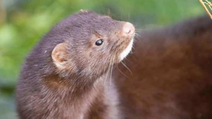 Coronavirus: Dinamarca sacrificará millones de visones