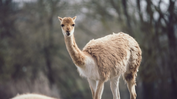 Los guanacos, otro negociado del entorno de Macri