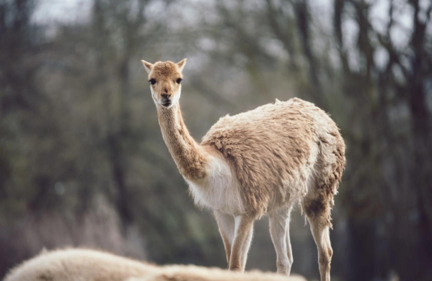 Los guanacos, otro negociado del entorno de Macri