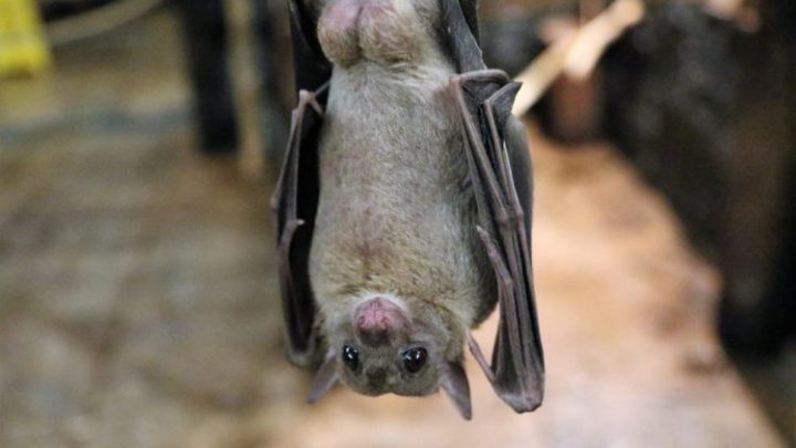 Encontraron excremento de murciélago en Japón que coincide en un 81% con el coronavirus