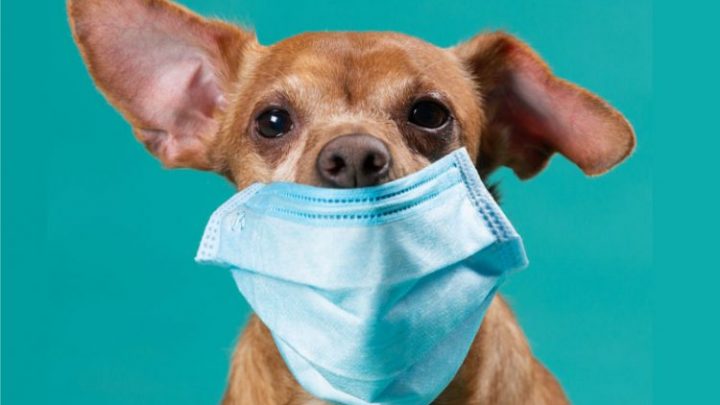 La adorable postal de un perro con barbijo andando en moto con su dueño