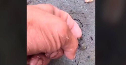 Descubrió una extraña grieta en la arena y debajo había una tortuga gigante