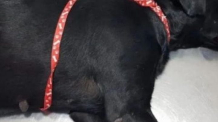 Salvaron de milagro a una perra que fue violada con un palo