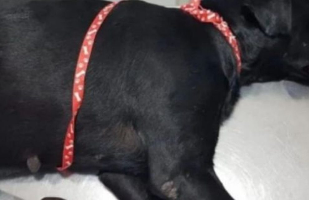 Salvaron de milagro a una perra que fue violada con un palo