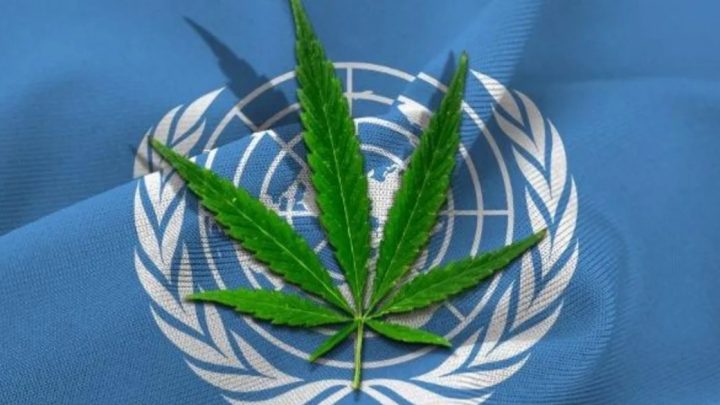 La ONU reconoció los beneficios medicinales del cannabis
