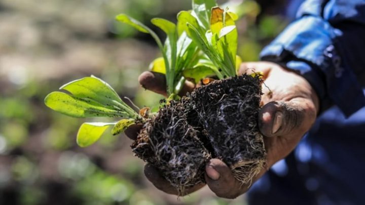 Se entregarán más de 50 mil plantines a vecinos y vecinas de la ciudad