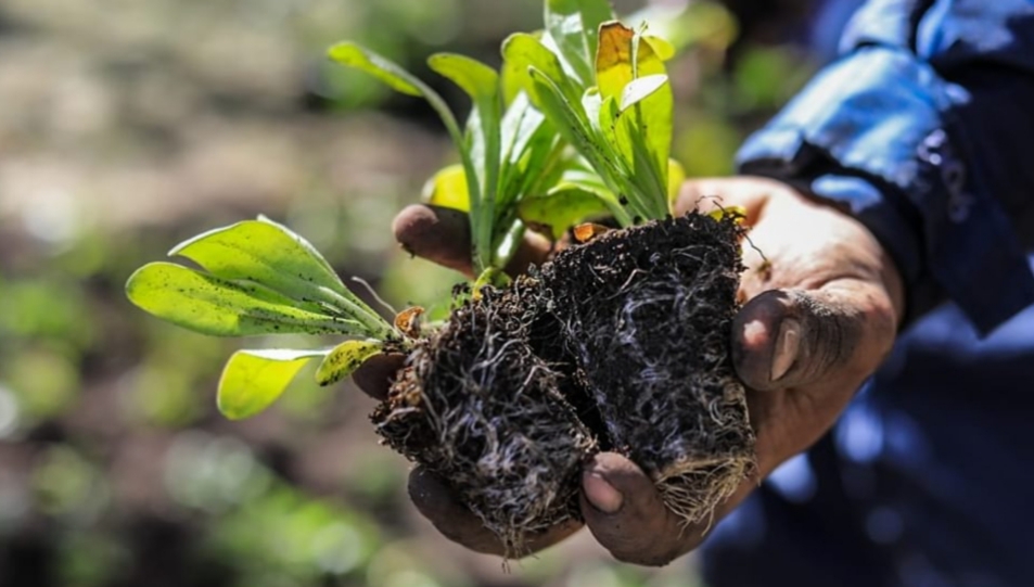 Se entregarán más de 50 mil plantines a vecinos y vecinas de la ciudad