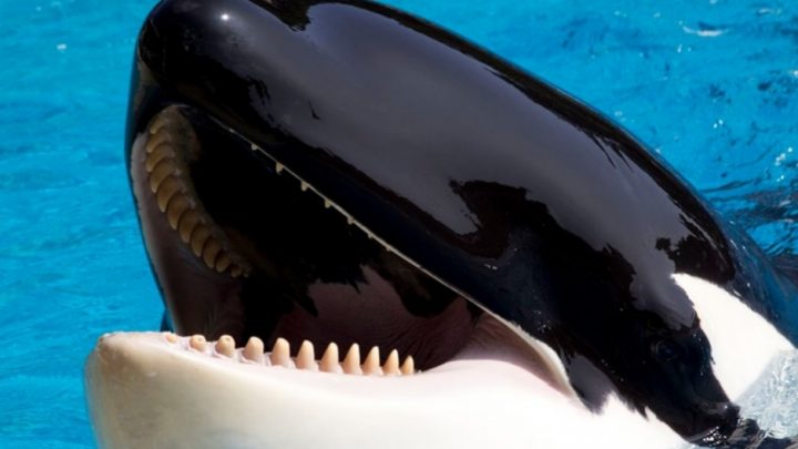 El brutal ataque de una orca a su entrenador en Nochebuena