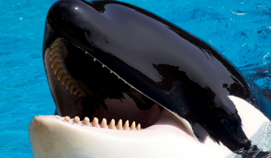 El brutal ataque de una orca a su entrenador en Nochebuena