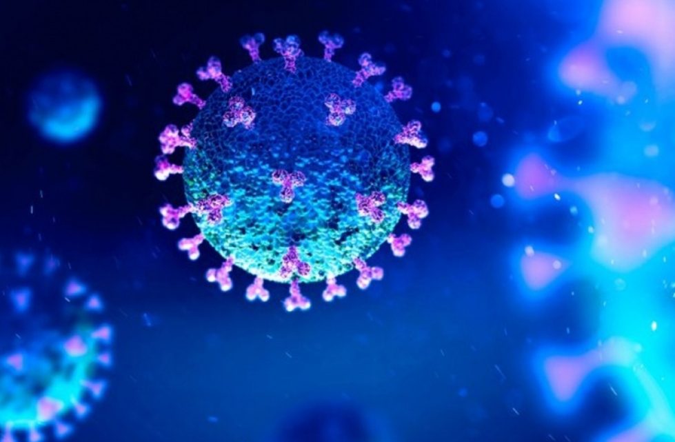 Una nueva investigación revela que la inmunidad contra el coronavirus dura al menos 8 meses