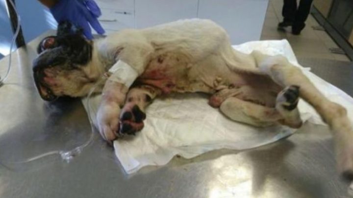 Encontraron a un perro en la basura luego de estar desaparecido por 12 años