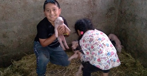 Un nene no llegó a entregar su tarea a tiempo porque ayudó a parir a una cerdita