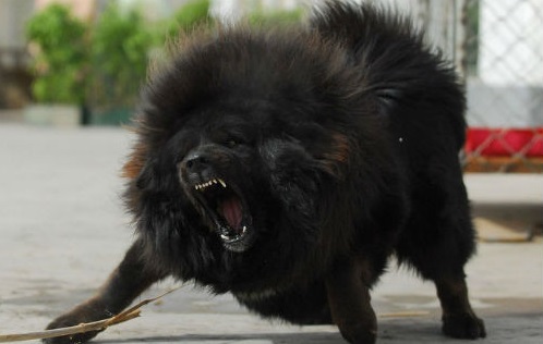 Creyó haber adoptado a un perro y a los dos años descubrió que se trataba de una bestia feroz Creyó haber adoptado a un perro y a los dos años descubrió que se trataba de una bestia feroz