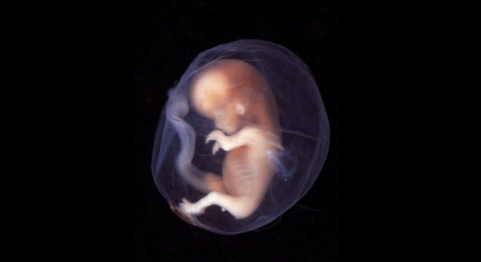 Aborto Legal: Salud aclaró que aún no está habilitado en la provincia
