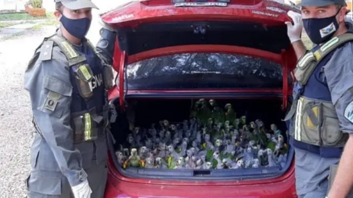Santiago del Estero: llevaban de contrabando 216 loros en el baúl del auto
