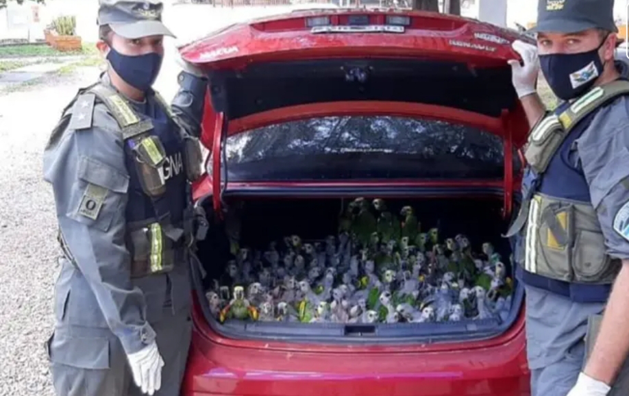 Santiago del Estero: llevaban de contrabando 216 loros en el baúl del auto