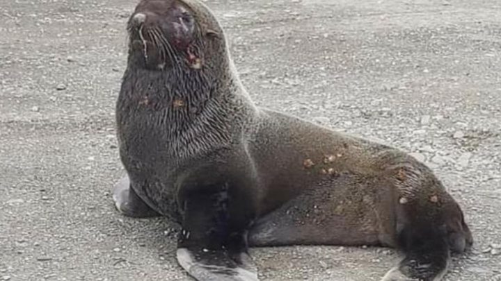 Rescatan a un pequeño lobo marino que se había perdido en las costas de Ushuaia