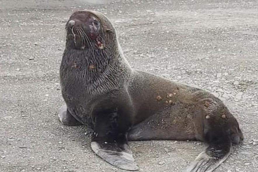 Rescatan a un pequeño lobo marino que se había perdido en las costas de Ushuaia