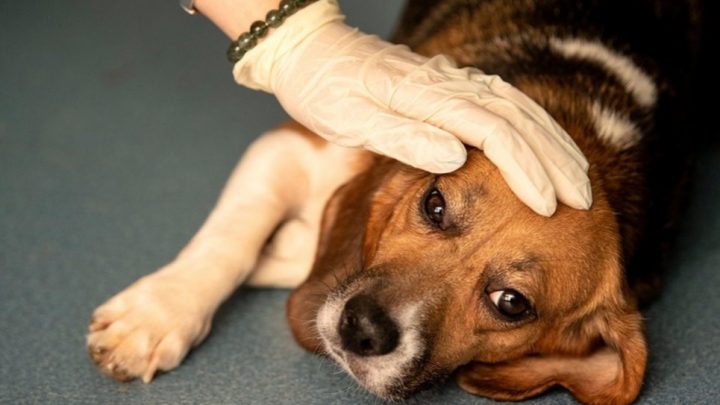 Qué síntomas tienen y cómo cuidar a los animales con coronavirus