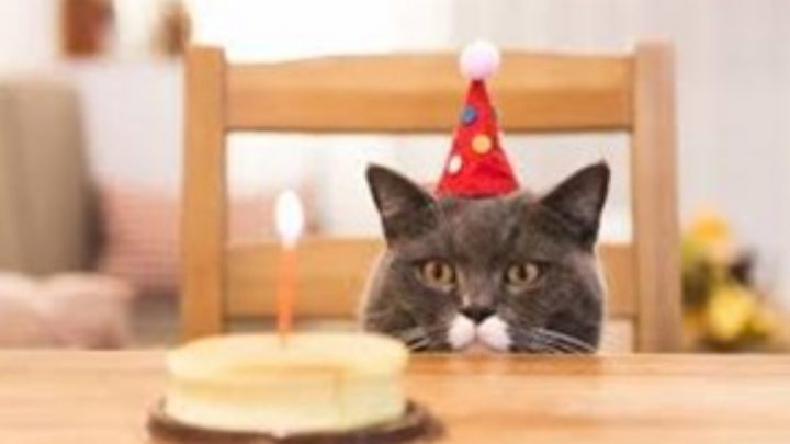 Al menos 15 personas se contagiaron de coronavirus en la fiesta de cumpleaños de un gato