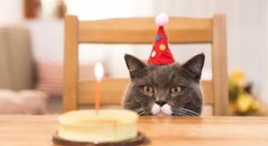 Al menos 15 personas se contagiaron de coronavirus en la fiesta de cumpleaños de un gato Al menos 15 personas se contagiaron de coronavirus en la fiesta de cumpleaños de un gato