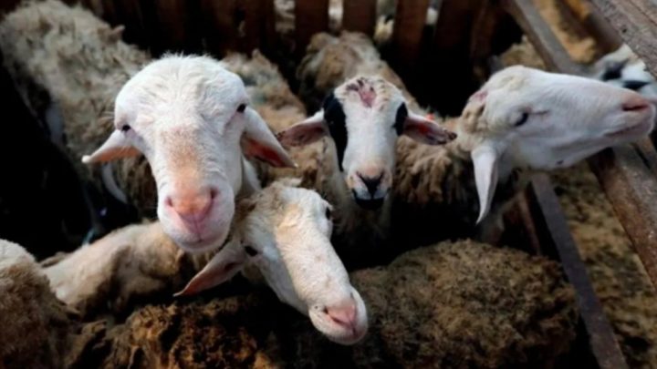 Temor por nueva enfermedad que sería transmitida por cabras