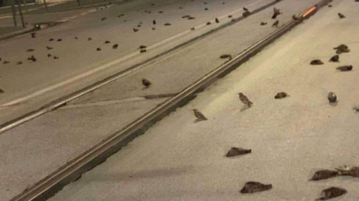 Aparecieron cientos de pájaros muertos en la calle por culpa de los fuegos artificiales