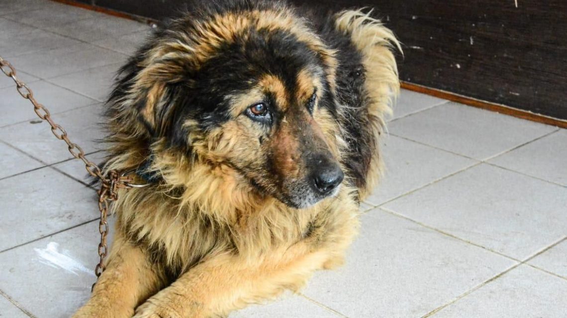 “ZOONOSIS MÁS CERCA”, EL PROGRAMA DE ATENCIÓN MUNICIPAL PARA ANIMALES DE COMPAÑÍA, ESTARÁ EN EL PASEO DE LAS ROSAS Y ANDORRA DURANTE ENERO “ZOONOSIS MÁS CERCA”, EL PROGRAMA DE ATENCIÓN MUNICIPAL PARA ANIMALES DE COMPAÑÍA, ESTARÁ EN EL PASEO DE LAS ROSAS Y ANDORRA DURANTE ENERO
