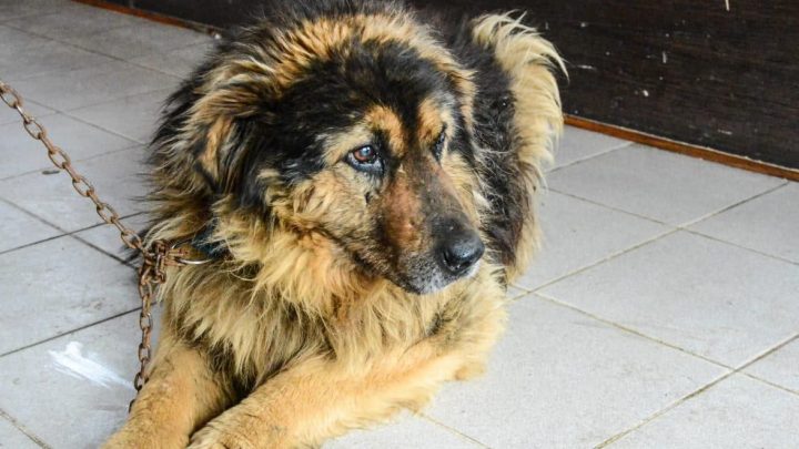 “ZOONOSIS MÁS CERCA”, EL PROGRAMA DE ATENCIÓN MUNICIPAL PARA ANIMALES DE COMPAÑÍA, ESTARÁ EN EL PASEO DE LAS ROSAS Y ANDORRA DURANTE ENERO