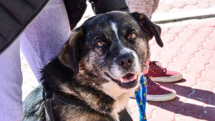 EXITOSAS JORNADAS DE ZOONOSIS MÁS CERCA EN DISTINTOS BARRIOS DE LA CIUDAD