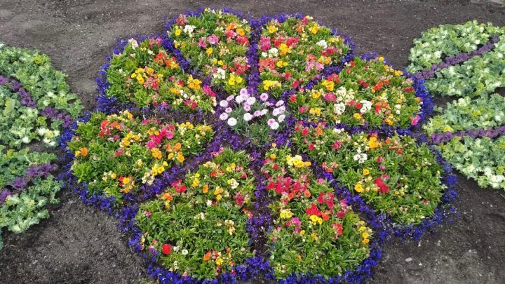 AVANZA EL PROGRAMA DE EMBELLECIMIENTO URBANO CON PRODUCCIÓN LOCAL DE FLORES