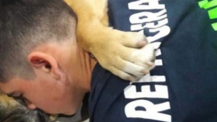 Una perra murió abrazada a su dueño tras sufrir un infarto por culpa de los fuegos artificiales