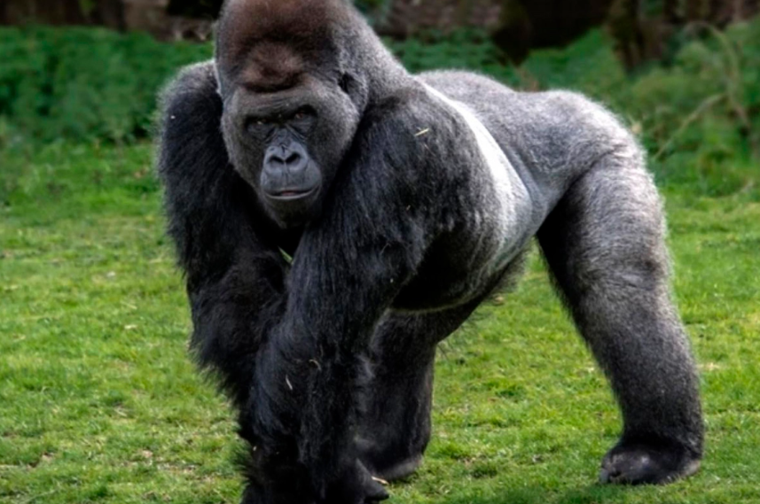 Dos gorilas del zoológico de San Diego tienen coronavirus y hay otro con síntomas
