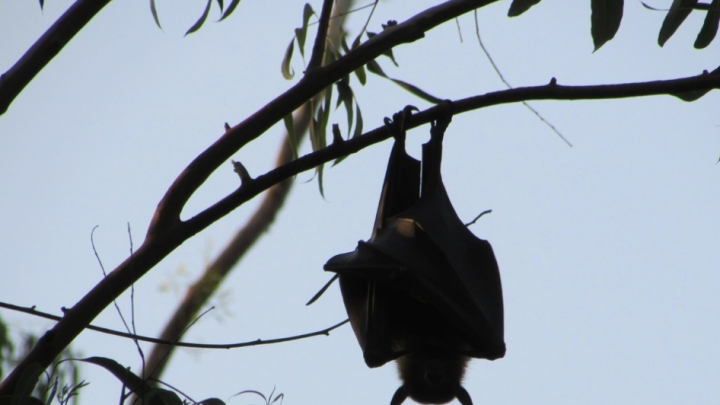Nipah, el virus que enciende las alarmas en Asia