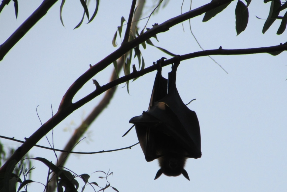 Nipah, el virus que enciende las alarmas en Asia Nipah, el virus que enciende las alarmas en Asia