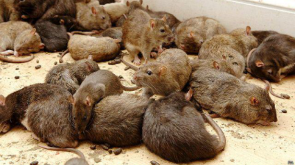 En jardín de infantes de Ushuaia tiraron juguetes y «muebles mordidos por las ratas» En jardín de infantes de Ushuaia tiraron juguetes y «muebles mordidos por las ratas»